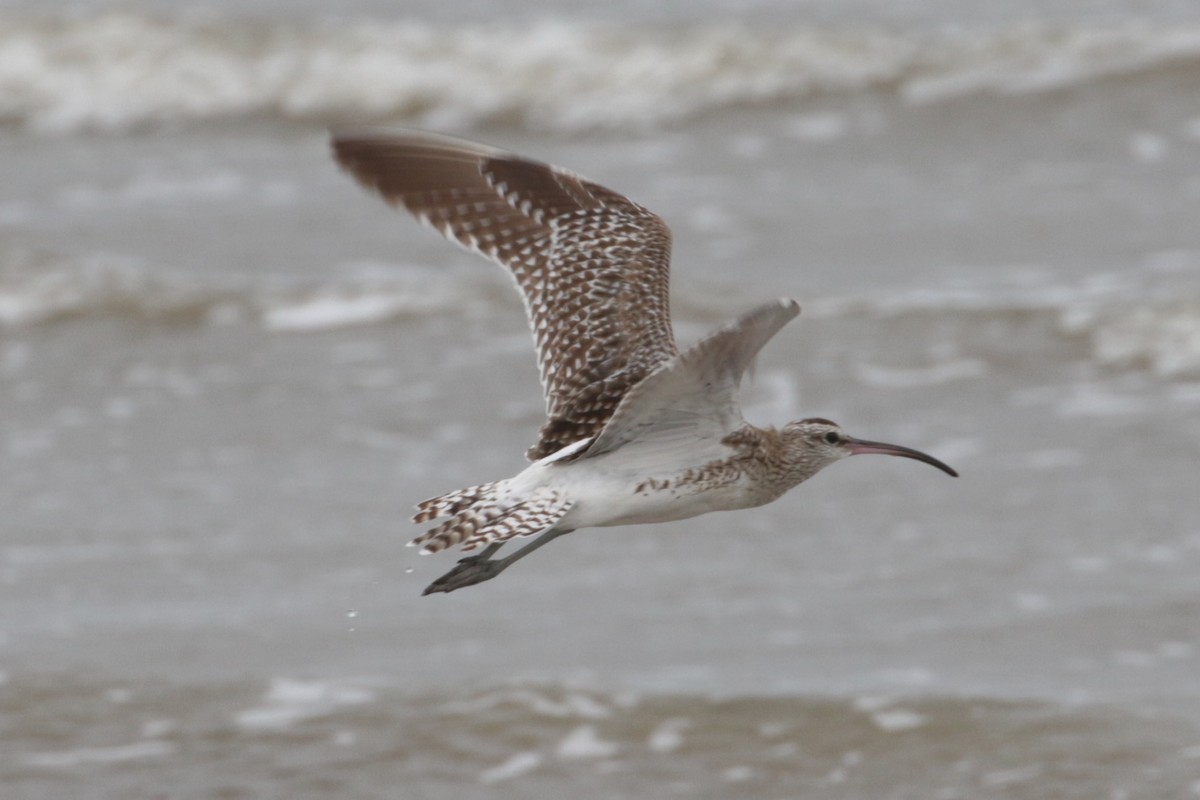 Whimbrel (Steppe) - ML189181411