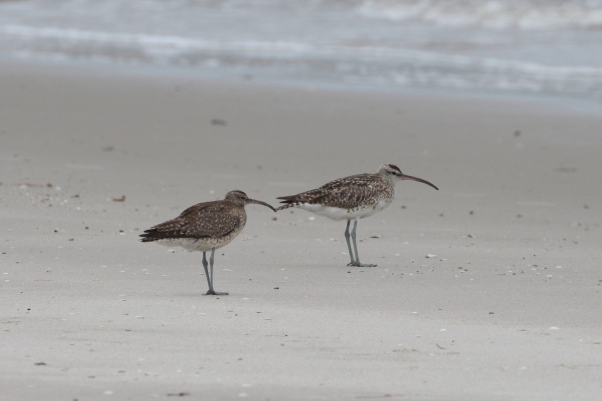 Whimbrel (Steppe) - ML189181421