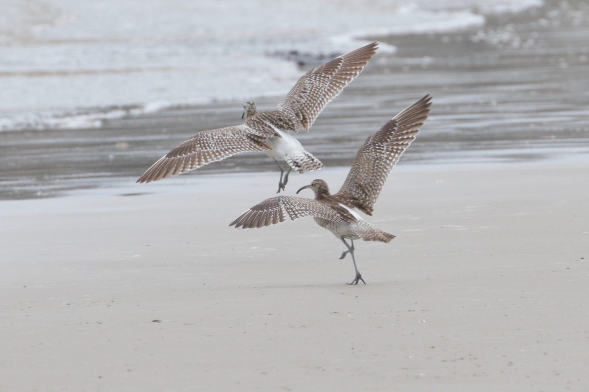 Whimbrel (Steppe) - ML189181471