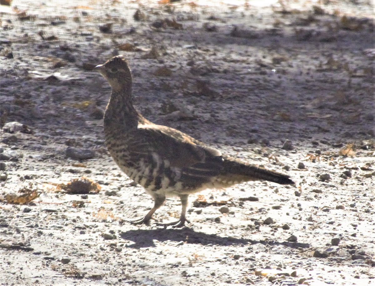 Ruffed Grouse - ML189181581