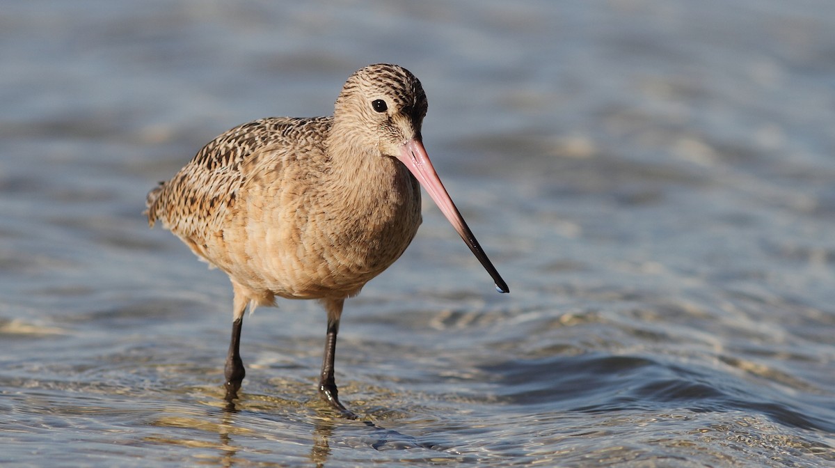 Marbled Godwit - Vince Capp