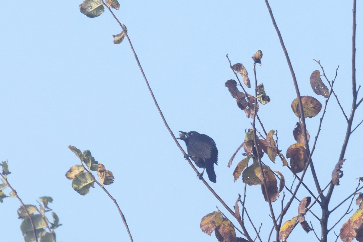 Common Grackle - ML189184381