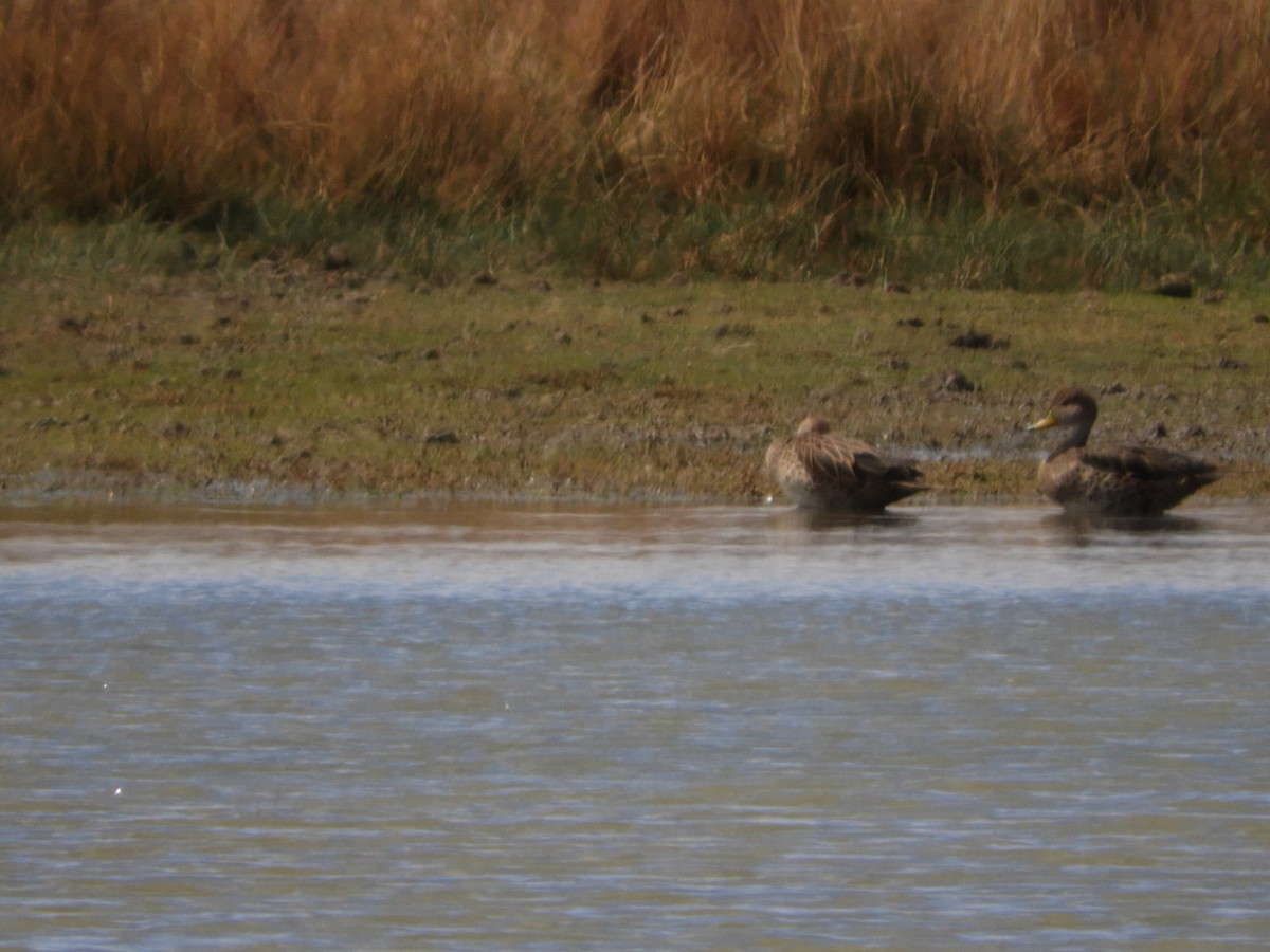 Yellow-billed Pintail - Silvia Enggist