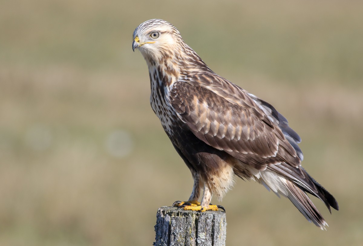 Rough-legged Hawk - Alex Wiebe
