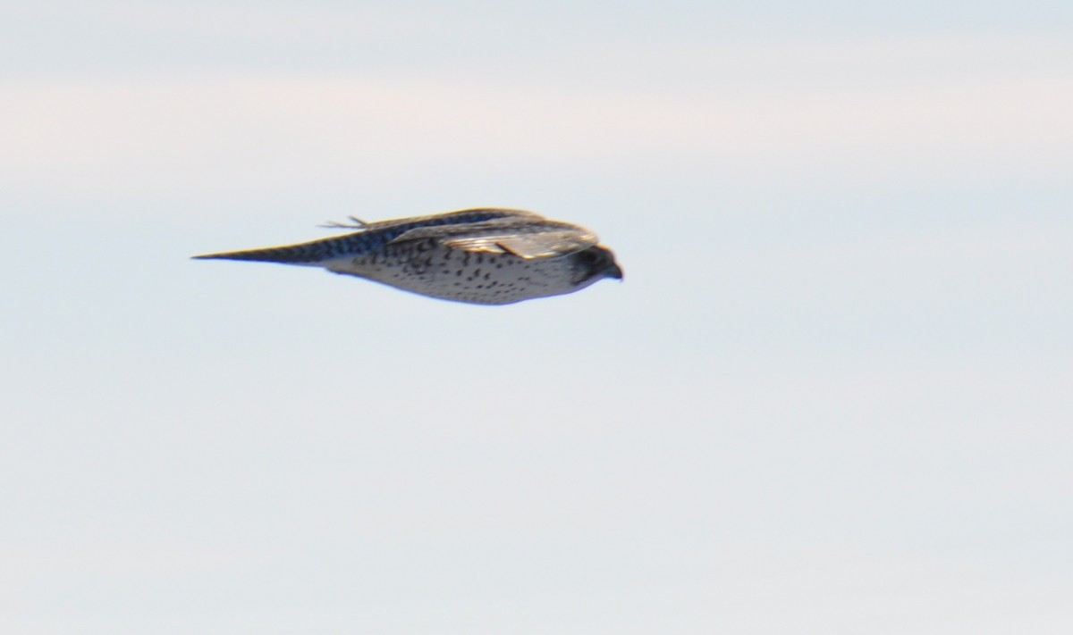 Gyrfalcon - ML189195061