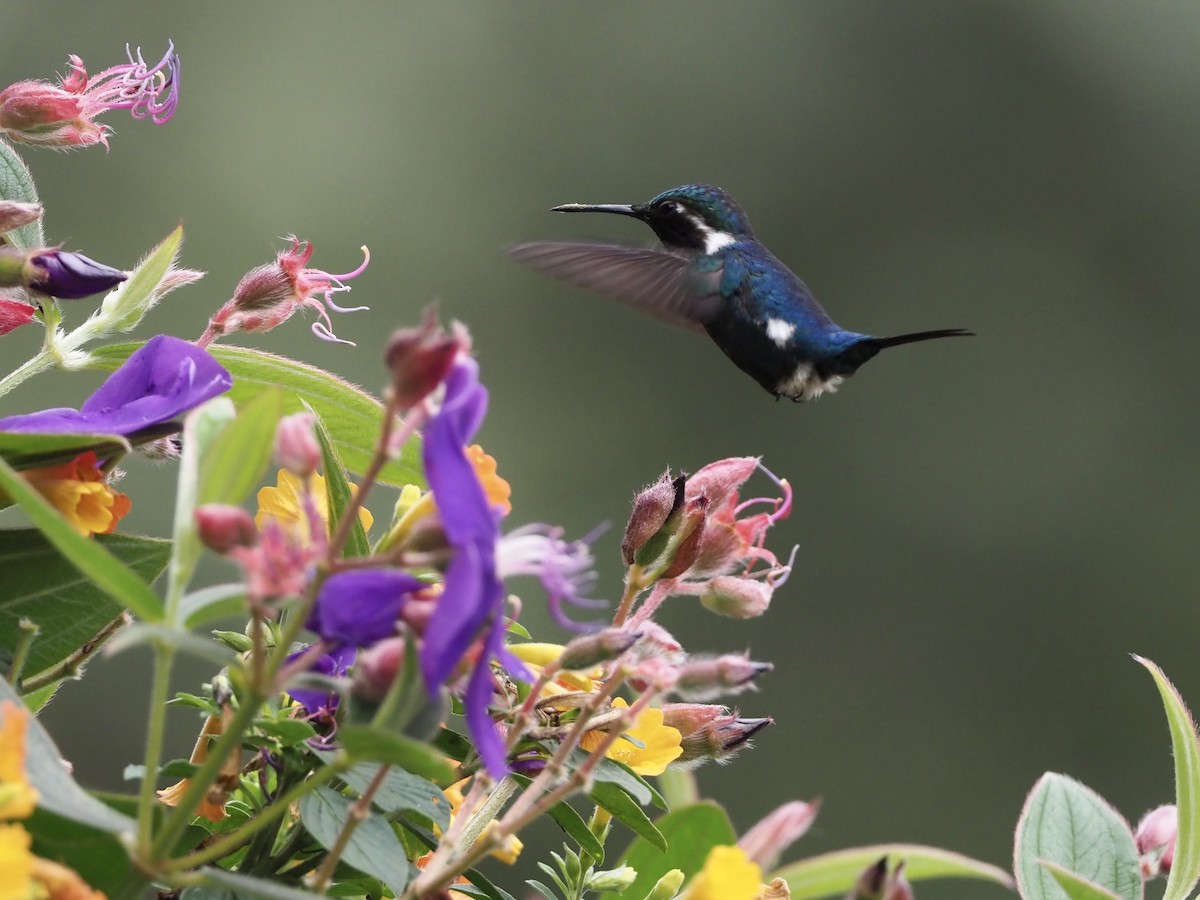 Colibrí Astral - ML189197061