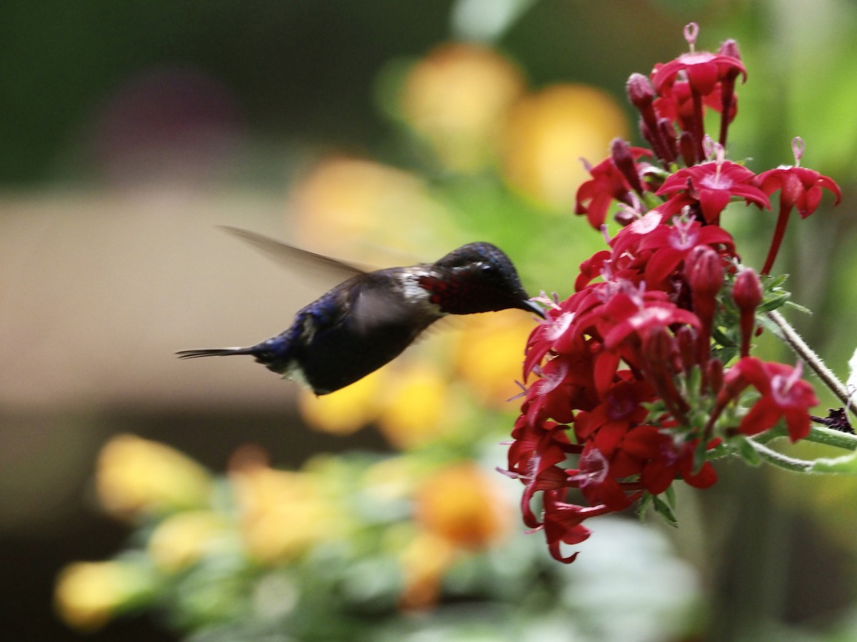 Colibrí Astral - ML189197091