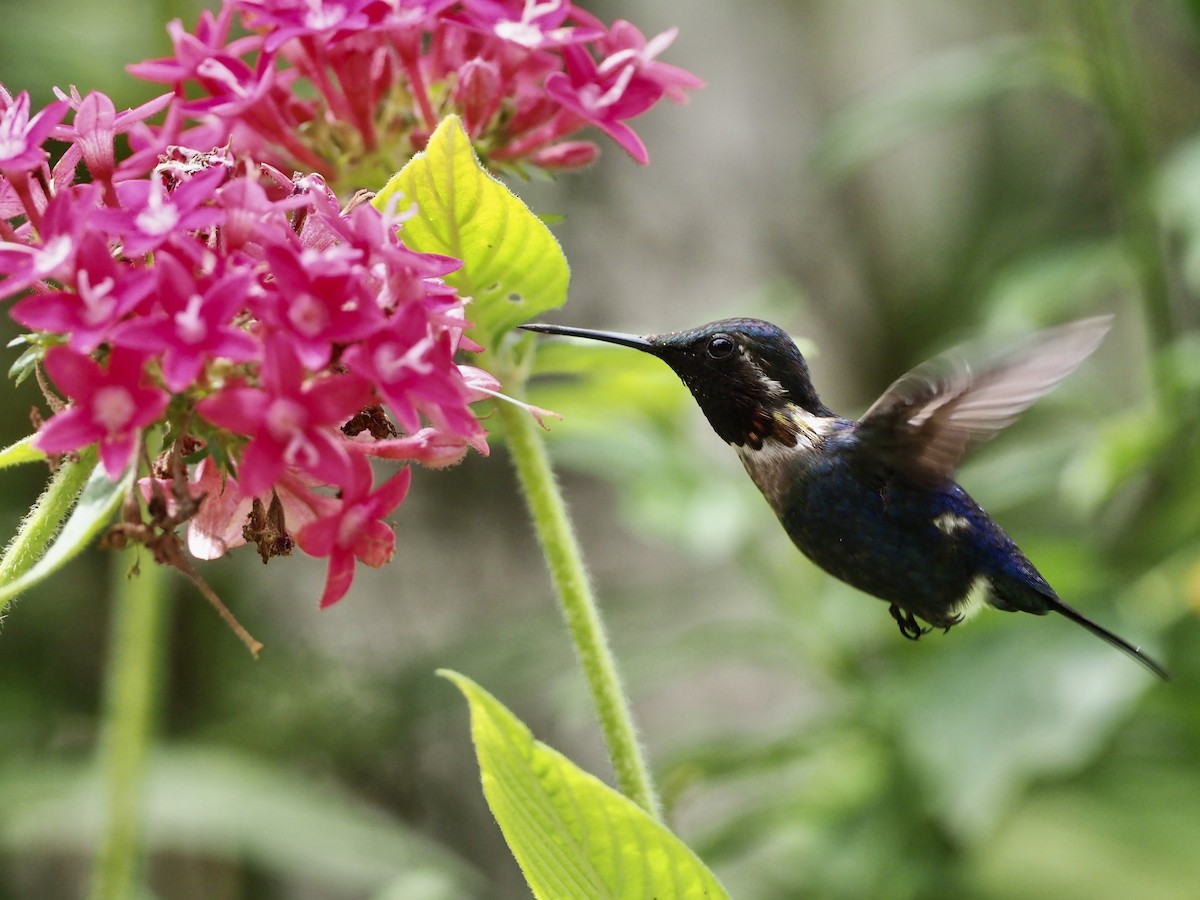 Santa Marta Woodstar - Yve Morrell