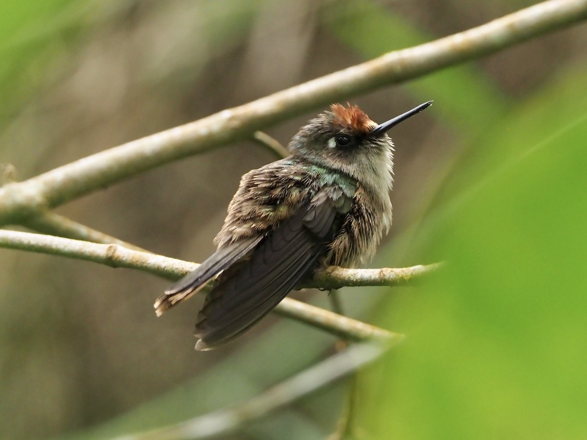 Santa Marta Blossomcrown - Yve Morrell