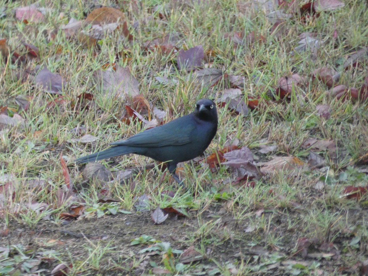 Brewer's Blackbird - ML189197541