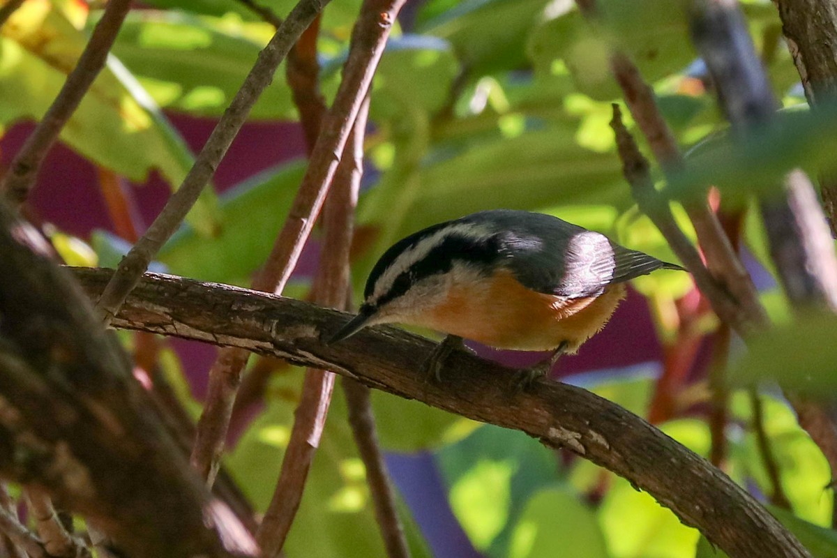 Red-breasted Nuthatch - ML189197551