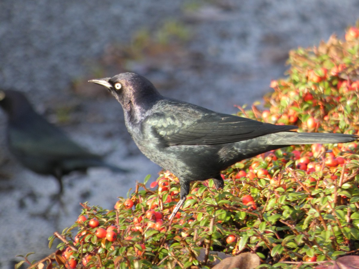 Brewer's Blackbird - ML189197681