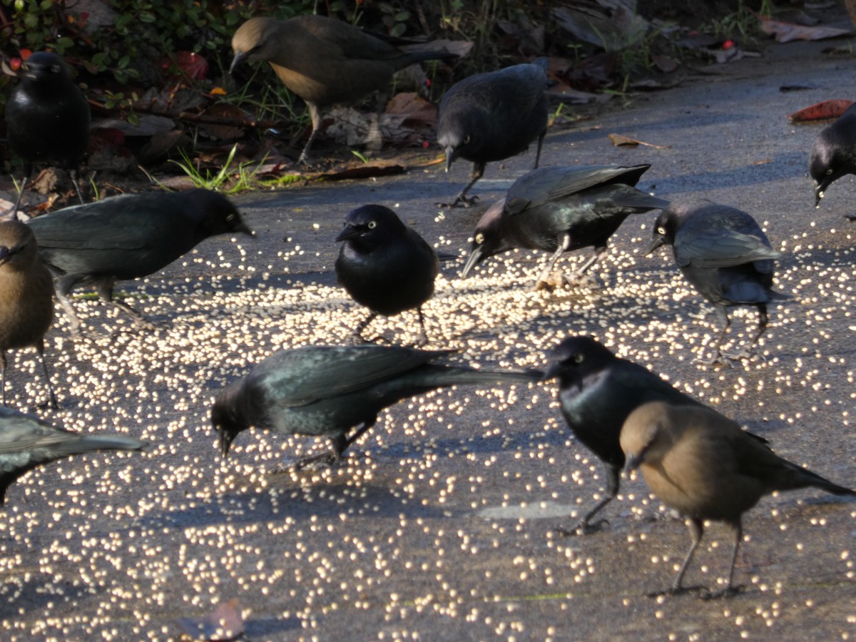 Brewer's Blackbird - ML189197691