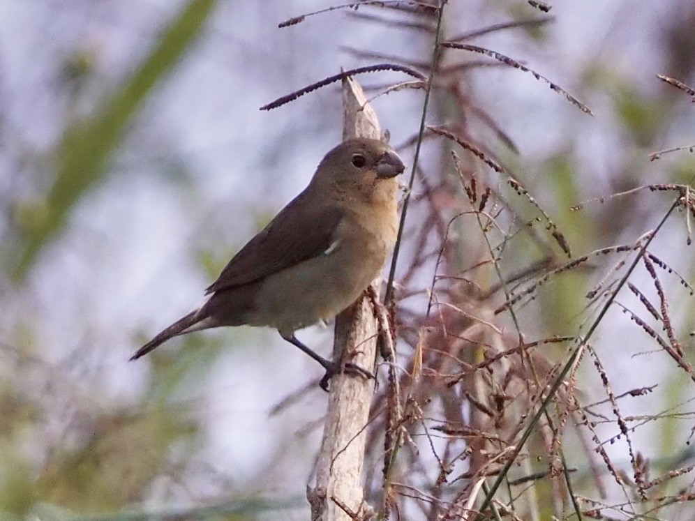 Black-and-white Seedeater - ML189198411