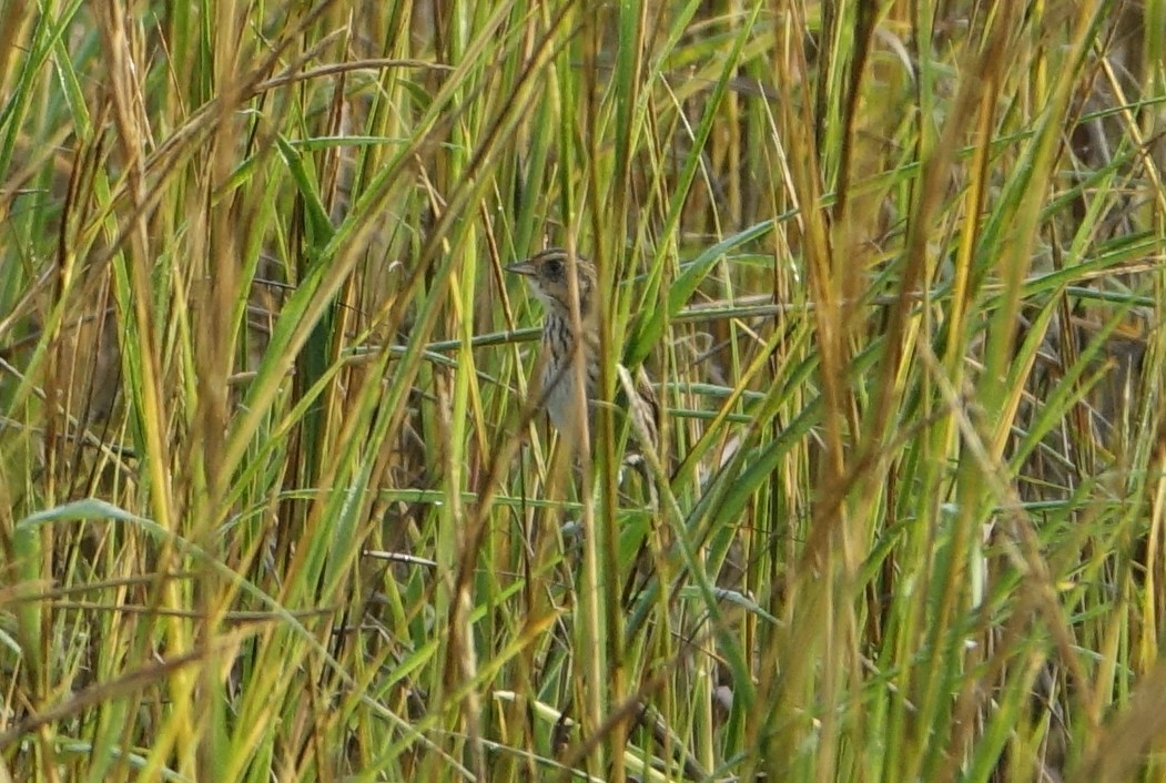 Saltmarsh Sparrow - ML189200011