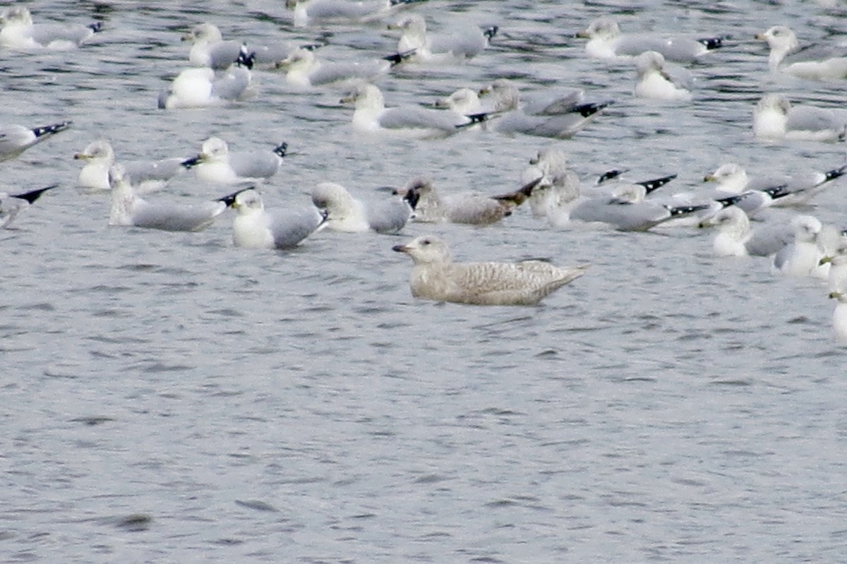 Iceland Gull - ML189201331