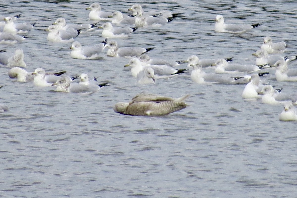Iceland Gull - ML189201341