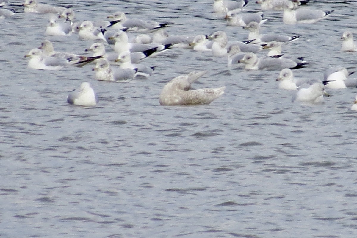 Iceland Gull - ML189201351
