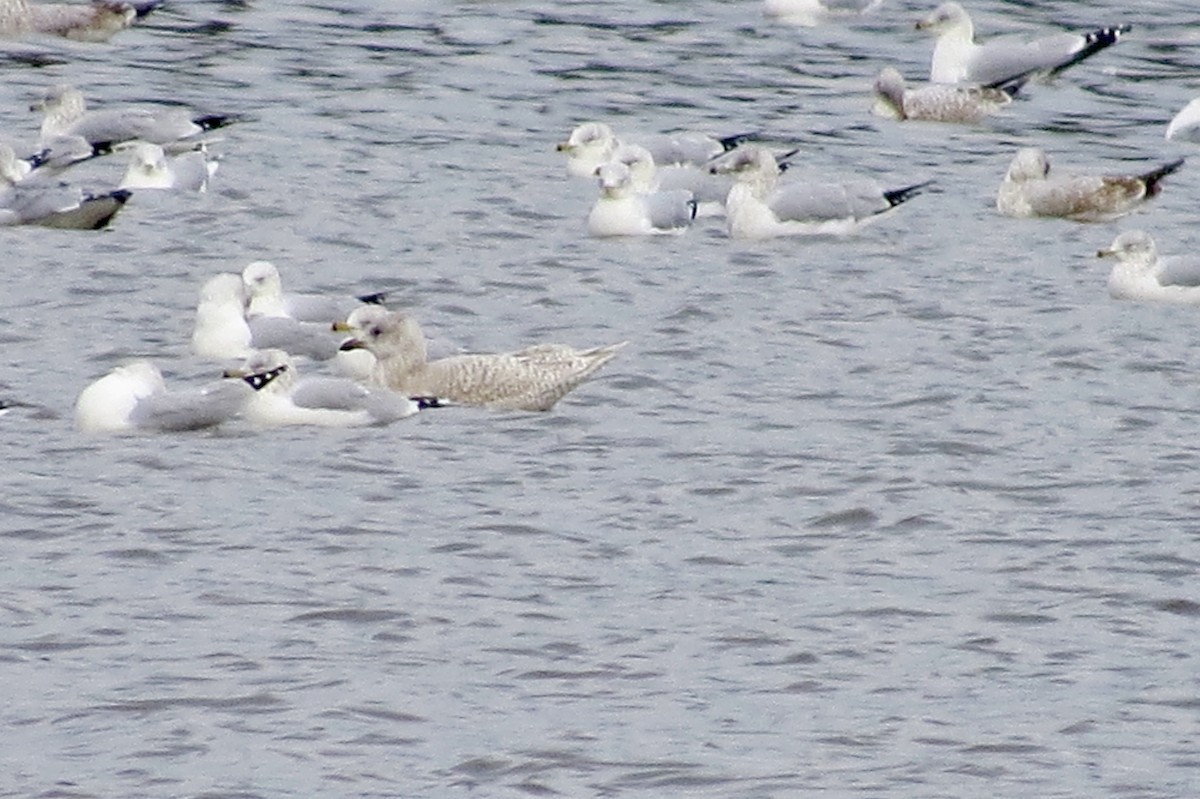 Iceland Gull - ML189201361