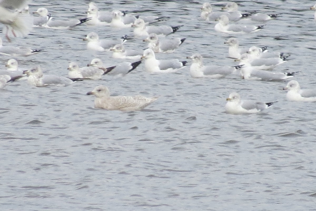 Iceland Gull - ML189201371