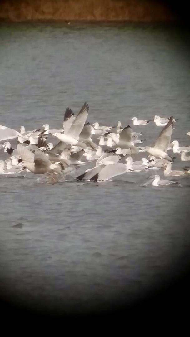 Iceland Gull - ML189201671