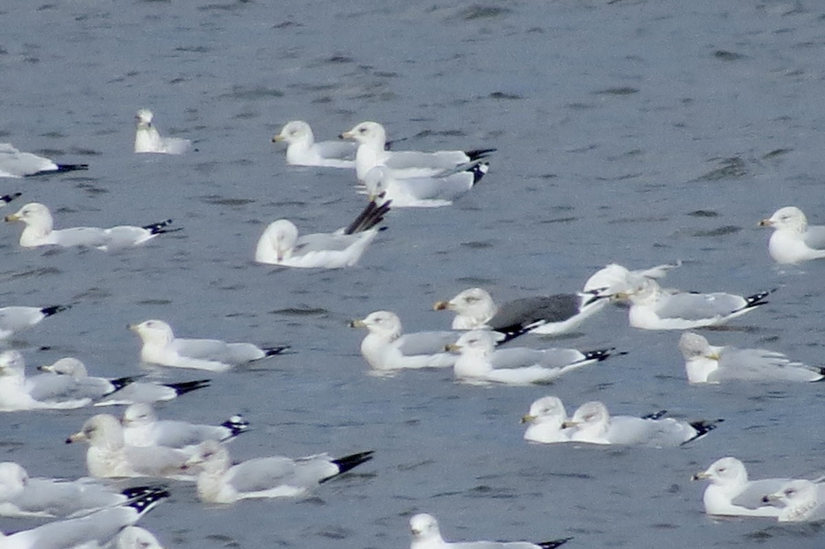 Lesser Black-backed Gull - ML189201741