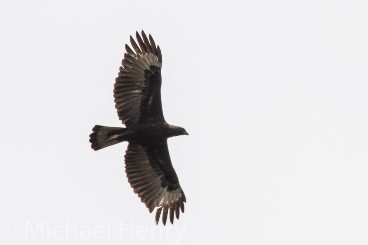 Águila Variable - ML189202001