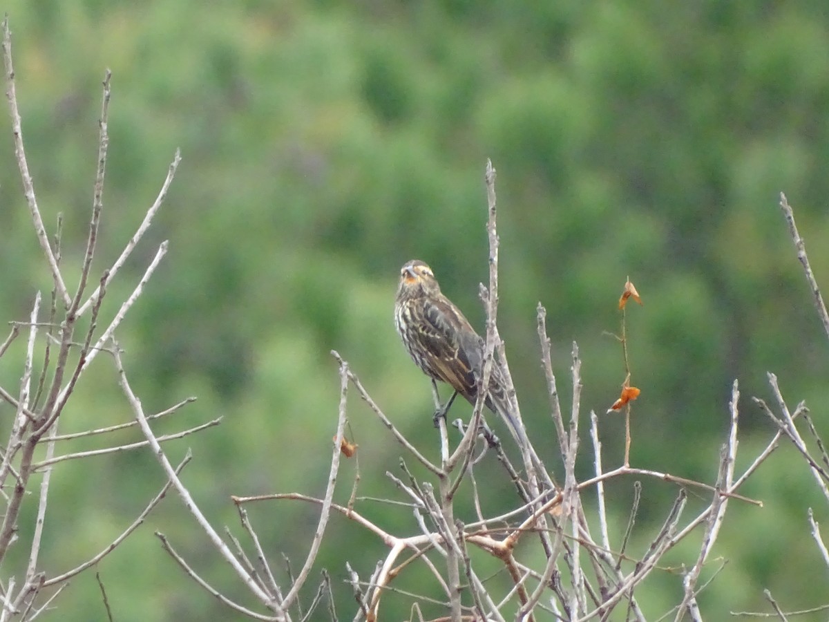 Red-winged Blackbird - ML189202101