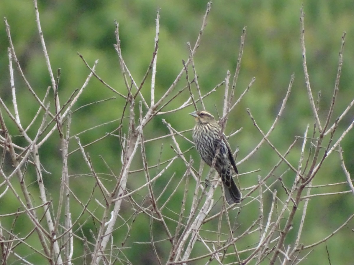 Red-winged Blackbird - ML189202161