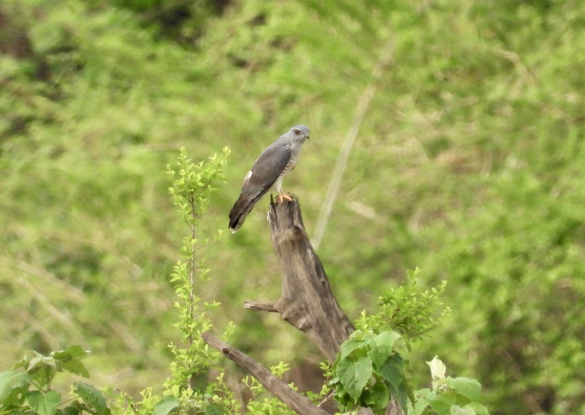 African Cuckoo-Hawk - ML189202741