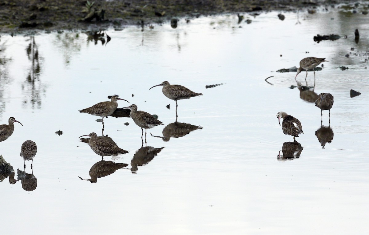 Whimbrel - ML189203091