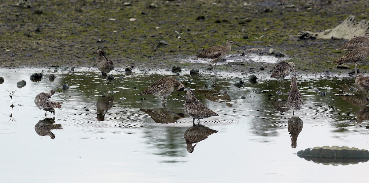 Whimbrel - ML189203101