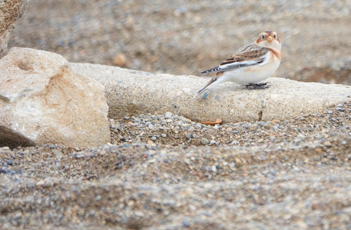 Snow Bunting - Ying Lee