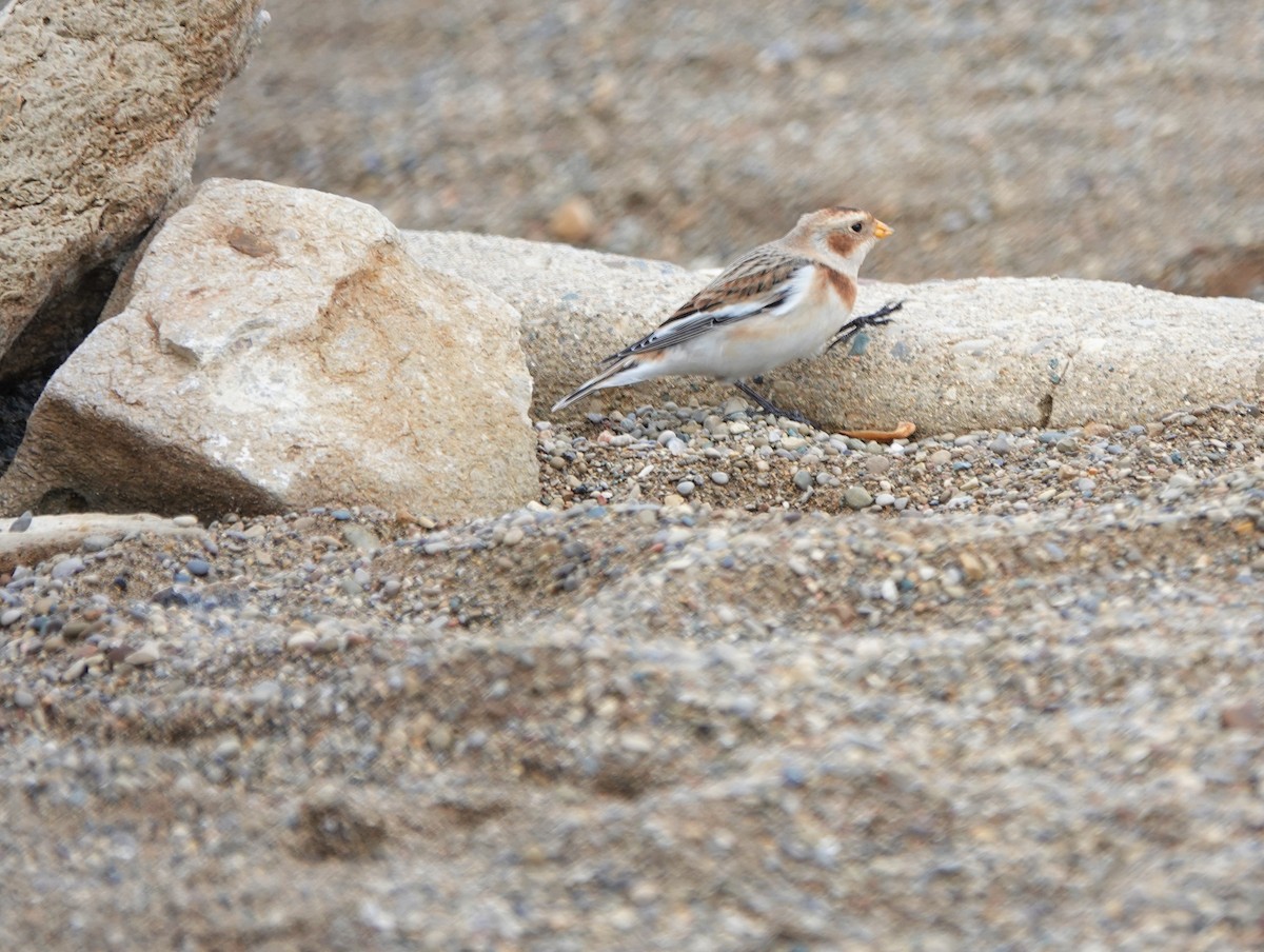 Snow Bunting - Ying Lee