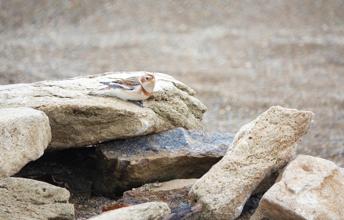 Snow Bunting - Ying Lee