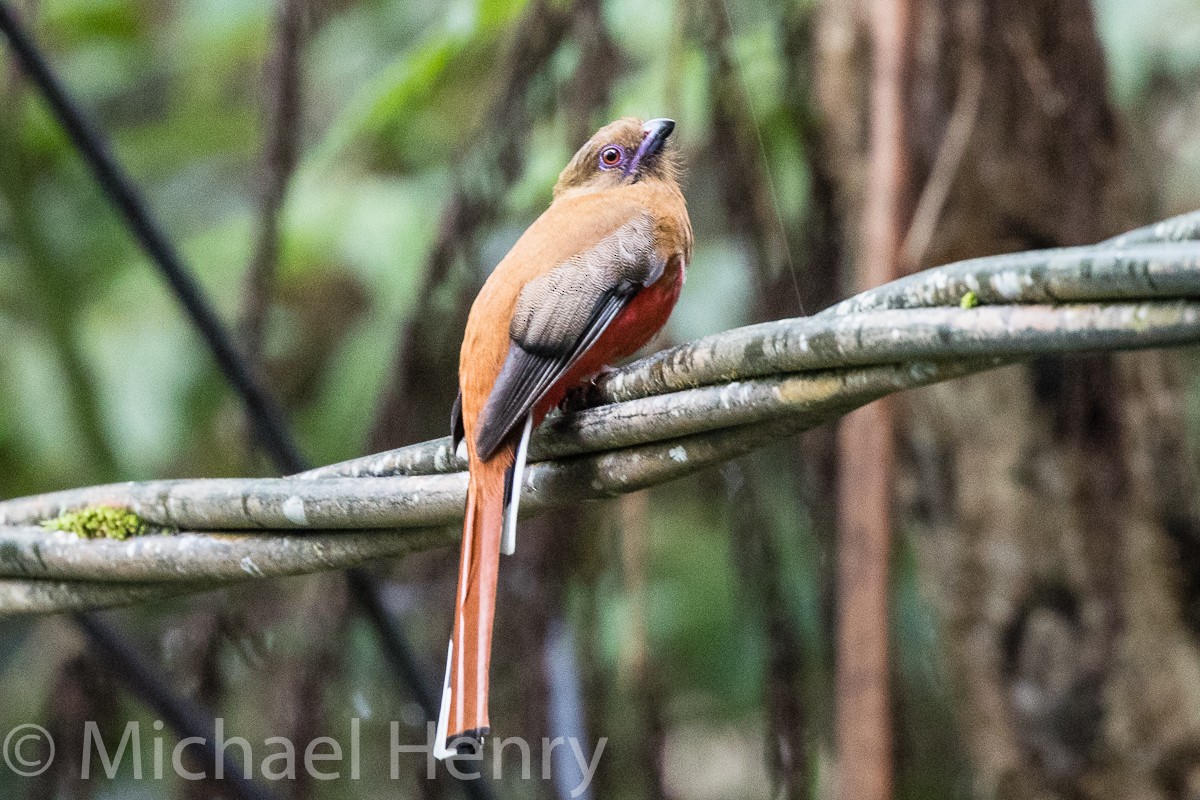 Kırmızı Başlı Trogon - ML189203751