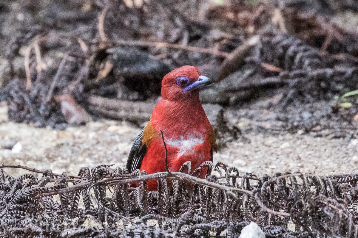 Kırmızı Başlı Trogon - ML189203761