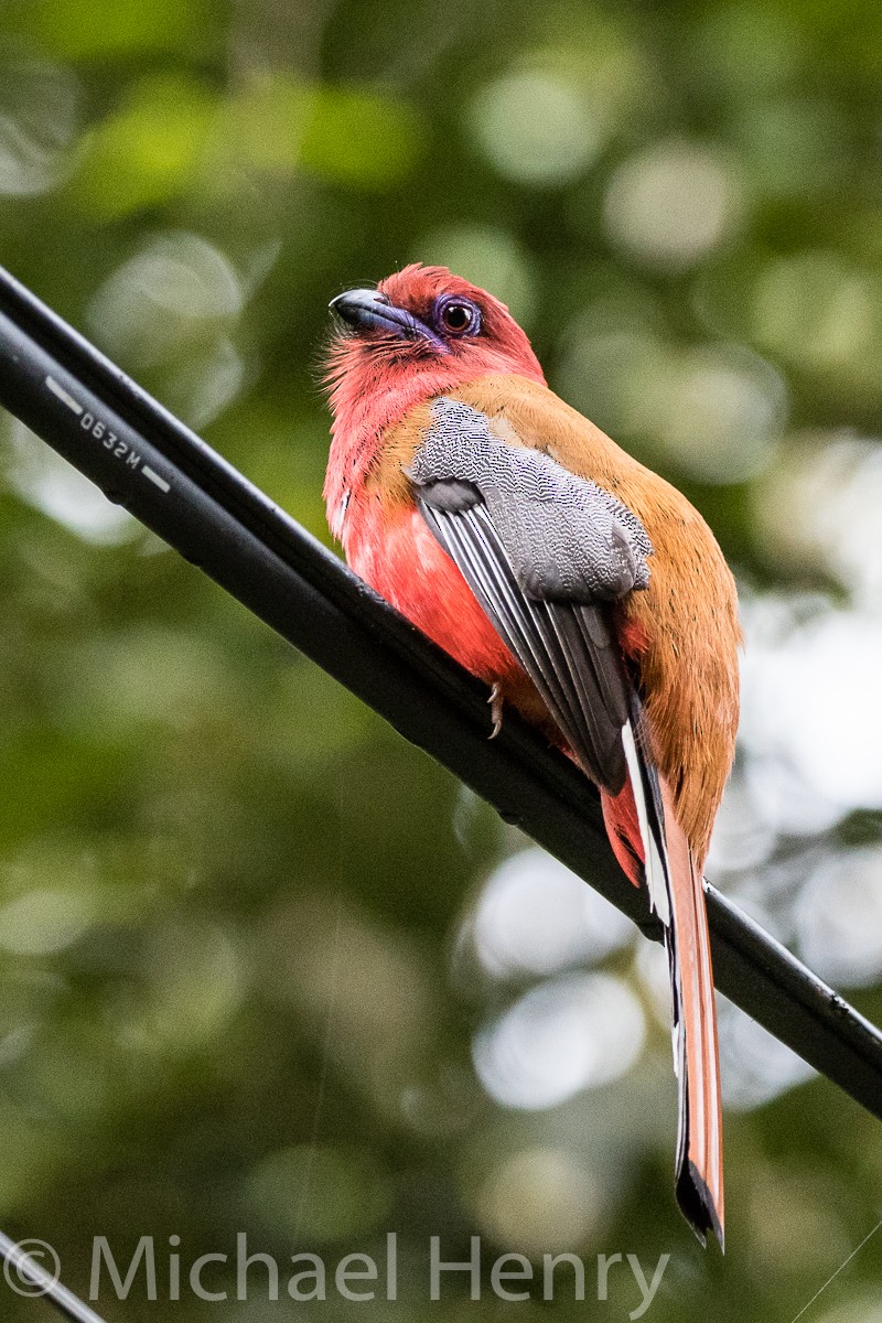 Kırmızı Başlı Trogon - ML189203771