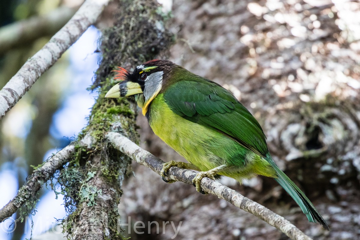 Fire-tufted Barbet - Michael Henry