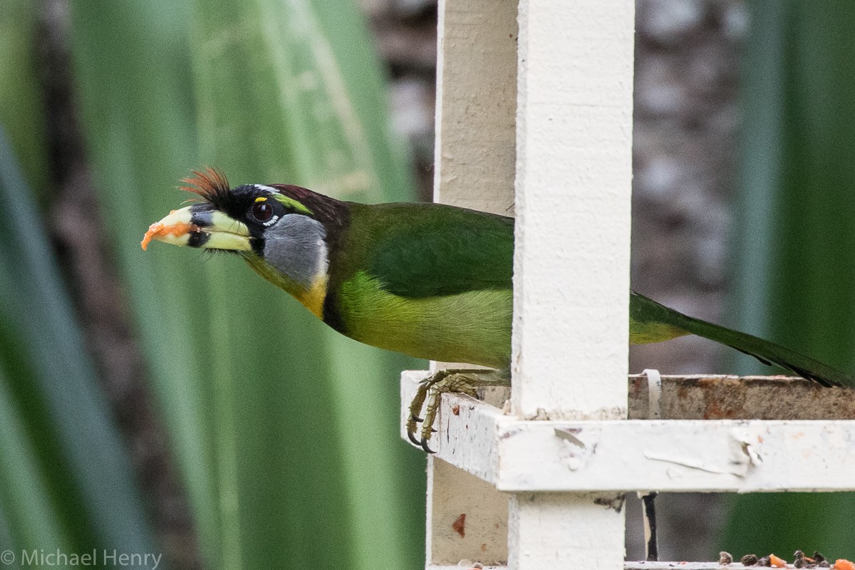 Fire-tufted Barbet - ML189203951