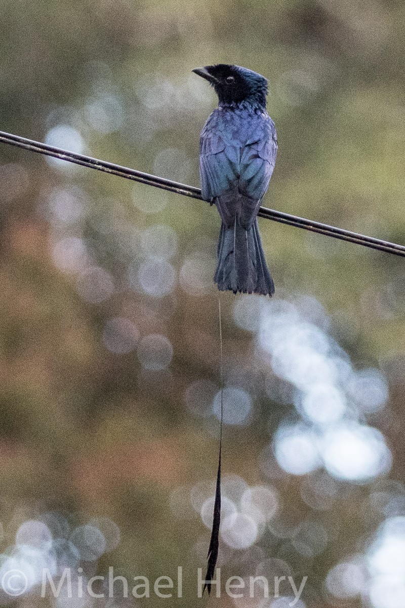 Lesser Racket-tailed Drongo - ML189204471