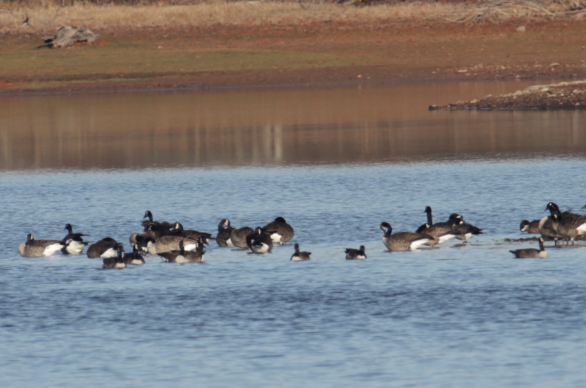 Казарка мала - ML189204651