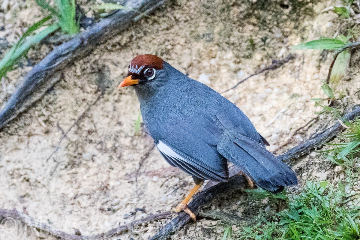 Chestnut-capped Laughingthrush - Michael Henry