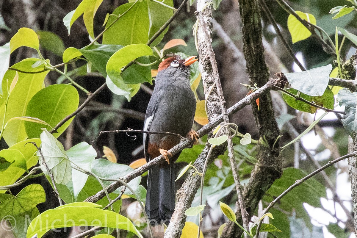 Chestnut-capped Laughingthrush - Michael Henry