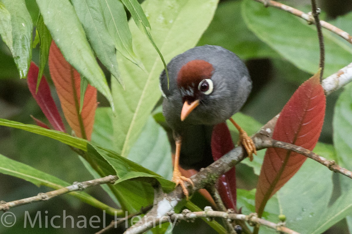 Chestnut-capped Laughingthrush - Michael Henry