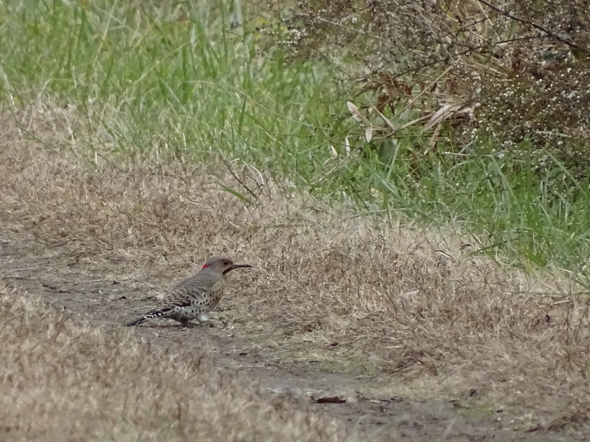 Northern Flicker - ML189204981