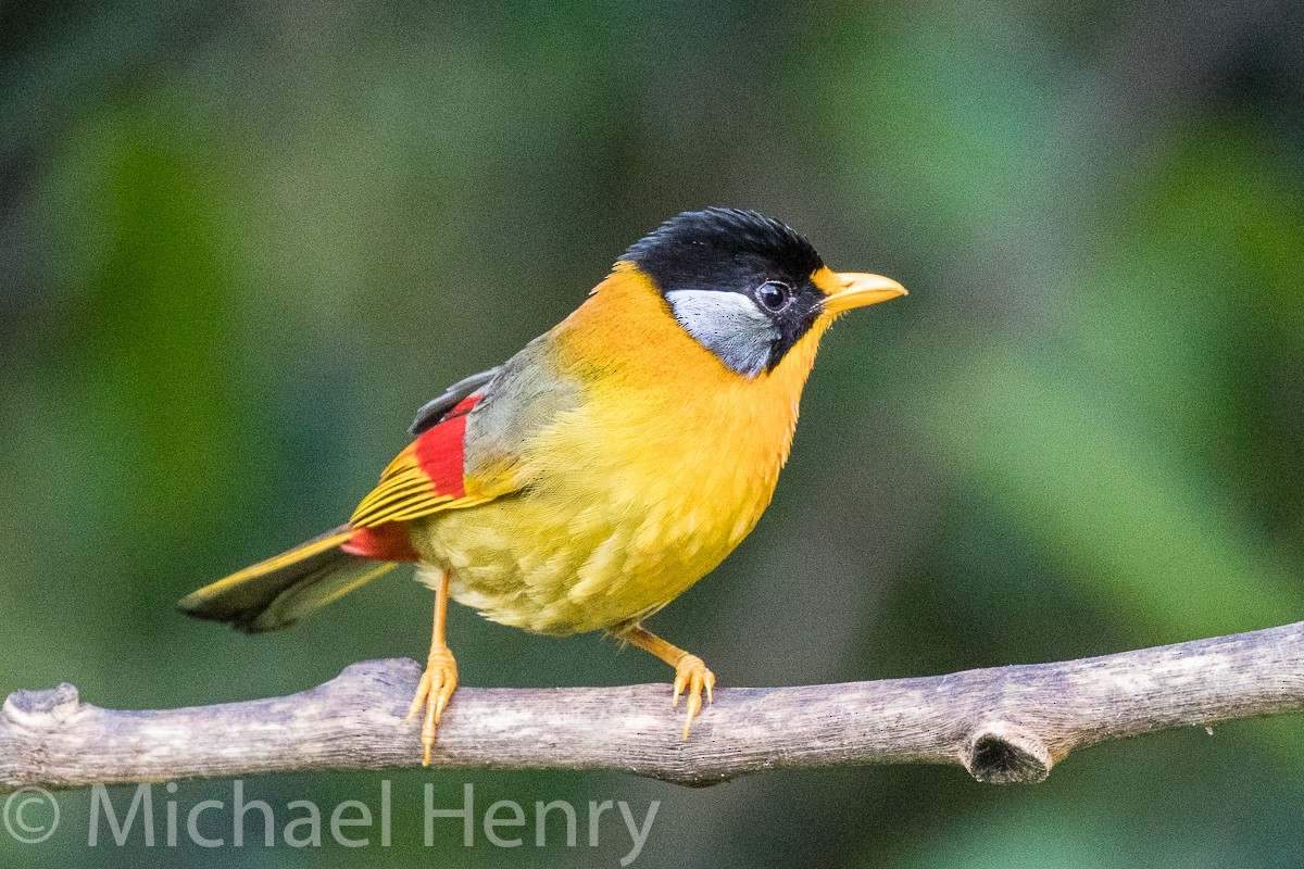 Silver-eared Mesia - ML189205071