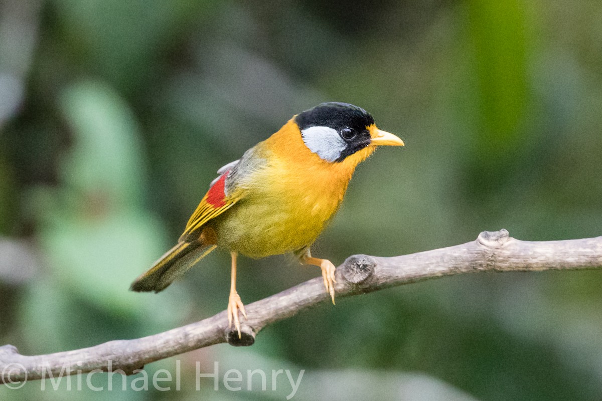 Silver-eared Mesia - ML189205091