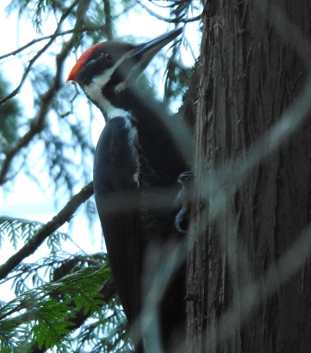 Pileated Woodpecker - ML189205351
