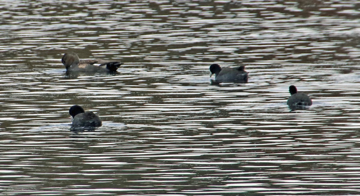 American Coot - ML189205951